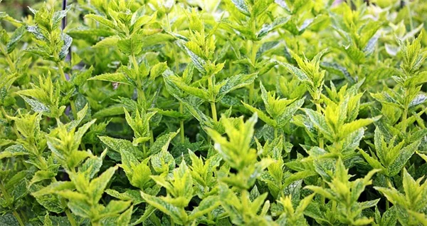 在来種で作るカリフォルニア・ネバダの庭【乾燥に強い弾丸植物の選び方】