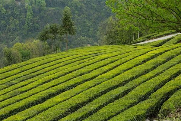 冬剪定してはいけない植物5つ｜春の花を失う危険とは