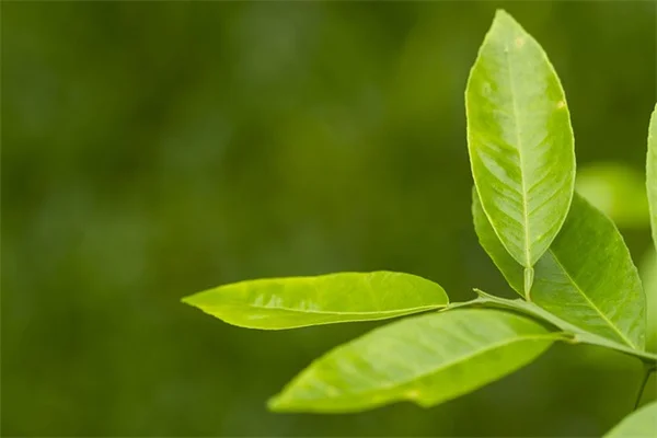 观叶植物で温室の雰囲気を再現！6つのおすすめと育て方のコツ