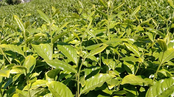 牛乳パック5つの活用法で庭の植え付け成功＆ゴミ削減