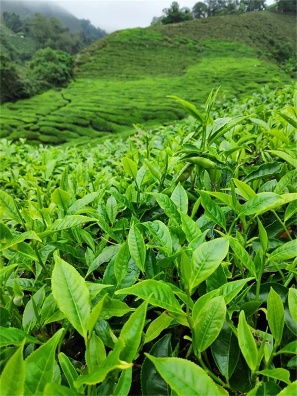 牛乳パック5つの活用法で庭の植え付け成功＆ゴミ削減