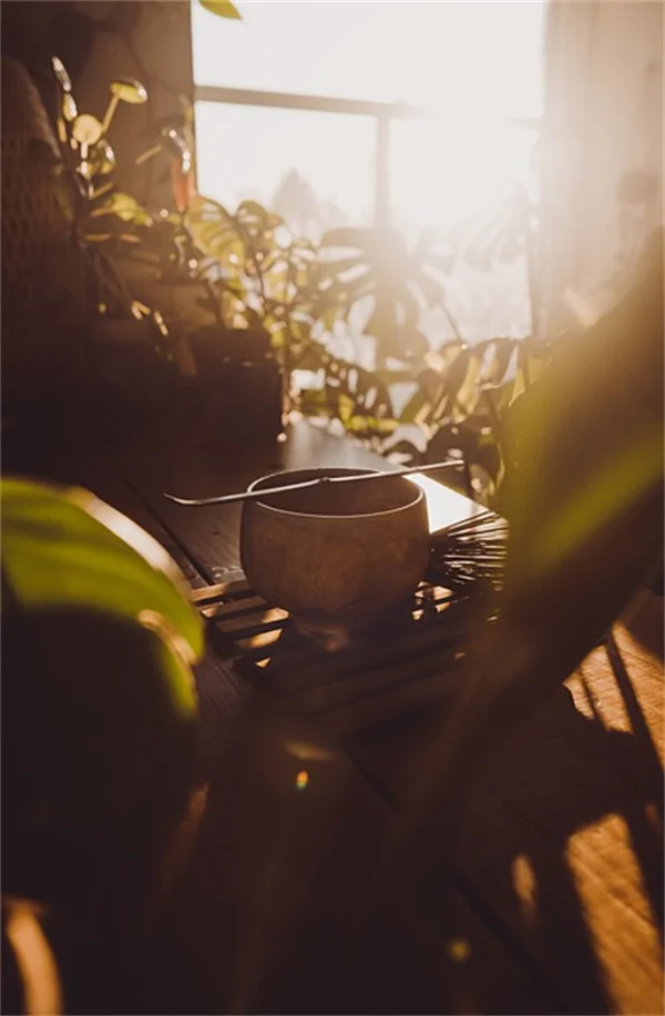 雑草抑制植物8選！植えっぱなしで効果的な多年草を試してみた