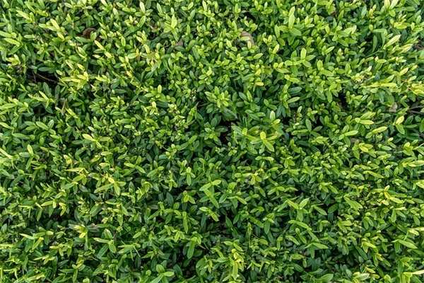 紅葉レタス栽培のコツ5選：健康効果とおすすめ品種を紹介