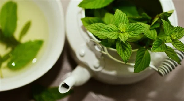あなたの家にもあるかも？高額で取引される観葉植物7選