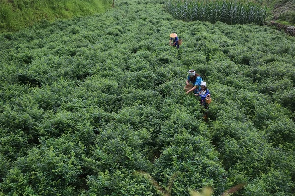 あなたの家にもあるかも？高額で取引される観葉植物7選